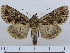  (Mniotype NK101 - BC ZSM Lep 97007)  @14 [ ] CreativeCommons - Attribution Non-Commercial Share-Alike (2017) SNSB, Staatliche Naturwissenschaftliche Sammlungen Bayerns ZSM (SNSB, Zoologische Staatssammlung Muenchen)