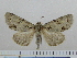  (Acronicta NK107 - BC ZSM Lep 97013)  @13 [ ] CreativeCommons - Attribution Non-Commercial Share-Alike (2017) SNSB, Staatliche Naturwissenschaftliche Sammlungen Bayerns ZSM (SNSB, Zoologische Staatssammlung Muenchen)