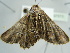  ( - BC ZSM Lep 97575)  @12 [ ] CreativeCommons - Attribution Non-Commercial Share-Alike (2017) SNSB, Staatliche Naturwissenschaftliche Sammlungen Bayerns ZSM (SNSB, Zoologische Staatssammlung Muenchen)