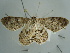  ( - BC ZSM Lep 97586)  @12 [ ] CreativeCommons - Attribution Non-Commercial Share-Alike (2017) SNSB, Staatliche Naturwissenschaftliche Sammlungen Bayerns ZSM (SNSB, Zoologische Staatssammlung Muenchen)