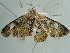  ( - BC ZSM Lep 97588)  @12 [ ] CreativeCommons - Attribution Non-Commercial Share-Alike (2017) SNSB, Staatliche Naturwissenschaftliche Sammlungen Bayerns ZSM (SNSB, Zoologische Staatssammlung Muenchen)