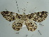  ( - BC ZSM Lep 97591)  @12 [ ] CreativeCommons - Attribution Non-Commercial Share-Alike (2017) SNSB, Staatliche Naturwissenschaftliche Sammlungen Bayerns ZSM (SNSB, Zoologische Staatssammlung Muenchen)