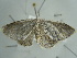  ( - BC ZSM Lep 97606)  @13 [ ] CreativeCommons - Attribution Non-Commercial Share-Alike (2017) SNSB, Staatliche Naturwissenschaftliche Sammlungen Bayerns ZSM (SNSB, Zoologische Staatssammlung Muenchen)