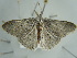  ( - BC ZSM Lep 97607)  @13 [ ] CreativeCommons - Attribution Non-Commercial Share-Alike (2017) SNSB, Staatliche Naturwissenschaftliche Sammlungen Bayerns ZSM (SNSB, Zoologische Staatssammlung Muenchen)