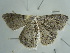 ( - BC ZSM Lep 97609)  @13 [ ] CreativeCommons - Attribution Non-Commercial Share-Alike (2017) SNSB, Staatliche Naturwissenschaftliche Sammlungen Bayerns ZSM (SNSB, Zoologische Staatssammlung Muenchen)