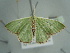  (Comibaena BOLD:ADH4472 - BC ZSM Lep 97611)  @14 [ ] CreativeCommons - Attribution Non-Commercial Share-Alike (2017) SNSB, Staatliche Naturwissenschaftliche Sammlungen Bayerns ZSM (SNSB, Zoologische Staatssammlung Muenchen)