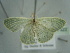  ( - BC ZSM Lep 97622)  @13 [ ] CreativeCommons - Attribution Non-Commercial Share-Alike (2017) SNSB, Staatliche Naturwissenschaftliche Sammlungen Bayerns ZSM (SNSB, Zoologische Staatssammlung Muenchen)