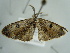  ( - BC ZSM Lep 97630)  @13 [ ] CreativeCommons - Attribution Non-Commercial Share-Alike (2017) SNSB, Staatliche Naturwissenschaftliche Sammlungen Bayerns ZSM (SNSB, Zoologische Staatssammlung Muenchen)