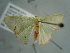 ( - BC ZSM Lep 97632)  @13 [ ] CreativeCommons - Attribution Non-Commercial Share-Alike (2017) SNSB, Staatliche Naturwissenschaftliche Sammlungen Bayerns ZSM (SNSB, Zoologische Staatssammlung Muenchen)