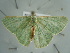  ( - BC ZSM Lep 97634)  @12 [ ] CreativeCommons - Attribution Non-Commercial Share-Alike (2017) SNSB, Staatliche Naturwissenschaftliche Sammlungen Bayerns ZSM (SNSB, Zoologische Staatssammlung Muenchen)