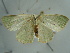  ( - BC ZSM Lep 97636)  @13 [ ] CreativeCommons - Attribution Non-Commercial Share-Alike (2017) SNSB, Staatliche Naturwissenschaftliche Sammlungen Bayerns ZSM (SNSB, Zoologische Staatssammlung Muenchen)