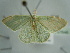  ( - BC ZSM Lep 97646)  @13 [ ] CreativeCommons - Attribution Non-Commercial Share-Alike (2017) SNSB, Staatliche Naturwissenschaftliche Sammlungen Bayerns ZSM (SNSB, Zoologische Staatssammlung Muenchen)