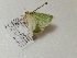  ( - BC ZSM Lep 97663)  @11 [ ] CreativeCommons - Attribution Non-Commercial Share-Alike (2017) SNSB, Staatliche Naturwissenschaftliche Sammlungen Bayerns ZSM (SNSB, Zoologische Staatssammlung Muenchen)