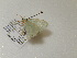  ( - BC ZSM Lep 97664)  @12 [ ] CreativeCommons - Attribution Non-Commercial Share-Alike (2017) SNSB, Staatliche Naturwissenschaftliche Sammlungen Bayerns ZSM (SNSB, Zoologische Staatssammlung Muenchen)