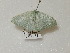  ( - BC ZSM Lep 97665)  @13 [ ] CreativeCommons - Attribution Non-Commercial Share-Alike (2017) SNSB, Staatliche Naturwissenschaftliche Sammlungen Bayerns ZSM (SNSB, Zoologische Staatssammlung Muenchen)