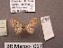  ( - BC ZSM Lep 97864)  @11 [ ] CreativeCommons - Attribution Non-Commercial Share-Alike (2017) SNSB, Staatliche Naturwissenschaftliche Sammlungen Bayerns ZSM (SNSB, Zoologische Staatssammlung Muenchen)