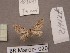  ( - BC ZSM Lep 97867)  @12 [ ] CreativeCommons - Attribution Non-Commercial Share-Alike (2017) SNSB, Staatliche Naturwissenschaftliche Sammlungen Bayerns ZSM (SNSB, Zoologische Staatssammlung Muenchen)
