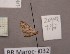  (Eupithecia unitaria - BC ZSM Lep 97874)  @13 [ ] CreativeCommons - Attribution Non-Commercial Share-Alike (2017) SNSB, Staatliche Naturwissenschaftliche Sammlungen Bayerns ZSM (SNSB, Zoologische Staatssammlung Muenchen)