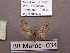  (Eupithecia senorita - BC ZSM Lep 97876)  @13 [ ] CreativeCommons - Attribution Non-Commercial Share-Alike (2017) SNSB, Staatliche Naturwissenschaftliche Sammlungen Bayerns ZSM (SNSB, Zoologische Staatssammlung Muenchen)