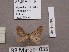  ( - BC ZSM Lep 97877)  @13 [ ] CreativeCommons - Attribution Non-Commercial Share-Alike (2017) SNSB, Staatliche Naturwissenschaftliche Sammlungen Bayerns ZSM (SNSB, Zoologische Staatssammlung Muenchen)