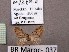  ( - BC ZSM Lep 97879)  @13 [ ] CreativeCommons - Attribution Non-Commercial Share-Alike (2017) SNSB, Staatliche Naturwissenschaftliche Sammlungen Bayerns ZSM (SNSB, Zoologische Staatssammlung Muenchen)