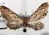  (Eupithecia orana - BC ZSM Lep 97885)  @13 [ ] CreativeCommons - Attribution Non-Commercial Share-Alike (2017) SNSB, Staatliche Naturwissenschaftliche Sammlungen Bayerns ZSM (SNSB, Zoologische Staatssammlung Muenchen)