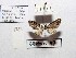  ( - BC ZSM Lep 97886)  @12 [ ] CreativeCommons - Attribution Non-Commercial Share-Alike (2017) SNSB, Staatliche Naturwissenschaftliche Sammlungen Bayerns ZSM (SNSB, Zoologische Staatssammlung Muenchen)