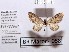  (Eupithecia farinosa - BC ZSM Lep 97891)  @12 [ ] CreativeCommons - Attribution Non-Commercial Share-Alike (2017) SNSB, Staatliche Naturwissenschaftliche Sammlungen Bayerns ZSM (SNSB, Zoologische Staatssammlung Muenchen)