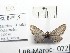  ( - BC ZSM Lep 97898)  @12 [ ] CreativeCommons - Attribution Non-Commercial Share-Alike (2017) SNSB, Staatliche Naturwissenschaftliche Sammlungen Bayerns ZSM (SNSB, Zoologische Staatssammlung Muenchen)