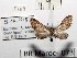  (Eupithecia oranaUR01 - BC ZSM Lep 97899)  @12 [ ] CreativeCommons - Attribution Non-Commercial Share-Alike (2017) SNSB, Staatliche Naturwissenschaftliche Sammlungen Bayerns ZSM (SNSB, Zoologische Staatssammlung Muenchen)