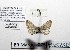  (Eupithecia subfuscata - BC ZSM Lep 97900)  @12 [ ] CreativeCommons - Attribution Non-Commercial Share-Alike (2017) SNSB, Staatliche Naturwissenschaftliche Sammlungen Bayerns ZSM (SNSB, Zoologische Staatssammlung Muenchen)