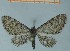  ( - BC ZSM Lep 97901)  @14 [ ] CreativeCommons - Attribution Non-Commercial Share-Alike (2017) SNSB, Staatliche Naturwissenschaftliche Sammlungen Bayerns ZSM (SNSB, Zoologische Staatssammlung Muenchen)