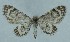  (Eupithecia opistographata - BC ZSM Lep 97901)  @14 [ ] CreativeCommons - Attribution Non-Commercial Share-Alike (2017) SNSB, Staatliche Naturwissenschaftliche Sammlungen Bayerns ZSM (SNSB, Zoologische Staatssammlung Muenchen)