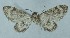  ( - BC ZSM Lep 97902)  @12 [ ] CreativeCommons - Attribution Non-Commercial Share-Alike (2017) SNSB, Staatliche Naturwissenschaftliche Sammlungen Bayerns ZSM (SNSB, Zoologische Staatssammlung Muenchen)