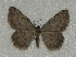  (Charissa herbuloti - BC ZSM Lep 97908)  @13 [ ] CreativeCommons - Attribution Non-Commercial Share-Alike (2017) SNSB, Staatliche Naturwissenschaftliche Sammlungen Bayerns ZSM (SNSB, Zoologische Staatssammlung Muenchen)