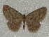  ( - BC ZSM Lep 97909)  @11 [ ] CreativeCommons - Attribution Non-Commercial Share-Alike (2017) SNSB, Staatliche Naturwissenschaftliche Sammlungen Bayerns ZSM (SNSB, Zoologische Staatssammlung Muenchen)