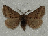  ( - BC ZSM Lep 97911)  @11 [ ] CreativeCommons - Attribution Non-Commercial Share-Alike (2017) SNSB, Staatliche Naturwissenschaftliche Sammlungen Bayerns ZSM (SNSB, Zoologische Staatssammlung Muenchen)