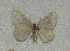  ( - BC ZSM Lep 97917)  @12 [ ] CreativeCommons - Attribution Non-Commercial Share-Alike (2017) SNSB, Staatliche Naturwissenschaftliche Sammlungen Bayerns ZSM (SNSB, Zoologische Staatssammlung Muenchen)
