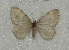  (Colostygia fitzi - BC ZSM Lep 97918)  @12 [ ] CreativeCommons - Attribution Non-Commercial Share-Alike (2017) SNSB, Staatliche Naturwissenschaftliche Sammlungen Bayerns ZSM (SNSB, Zoologische Staatssammlung Muenchen)