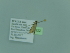  ( - BC ZSM Lep 97922)  @12 [ ] CreativeCommons - Attribution Non-Commercial Share-Alike (2017) SNSB, Staatliche Naturwissenschaftliche Sammlungen Bayerns ZSM (SNSB, Zoologische Staatssammlung Muenchen)
