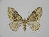  ( - BC ZSM Lep 97941)  @12 [ ] CreativeCommons - Attribution Non-Commercial Share-Alike (2017) SNSB, Staatliche Naturwissenschaftliche Sammlungen Bayerns ZSM (SNSB, Zoologische Staatssammlung Muenchen)