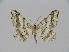  ( - BC ZSM Lep 97942)  @13 [ ] CreativeCommons - Attribution Non-Commercial Share-Alike (2017) SNSB, Staatliche Naturwissenschaftliche Sammlungen Bayerns ZSM (SNSB, Zoologische Staatssammlung Muenchen)