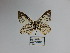  ( - CP Lep 1080)  @11 [ ] CreativeCommons - Attribution Non-Commercial Share-Alike (2018) SNSB, Staatliche Naturwissenschaftliche Sammlungen Bayerns ZSM (SNSB, Zoologische Staatssammlung Muenchen)
