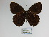  ( - CP Lep 1083)  @11 [ ] CreativeCommons - Attribution Non-Commercial Share-Alike (2018) SNSB, Staatliche Naturwissenschaftliche Sammlungen Bayerns ZSM (SNSB, Zoologische Staatssammlung Muenchen)