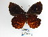  (Pedaliodes polusca - CP Lep 1095)  @11 [ ] CreativeCommons - Attribution Non-Commercial Share-Alike (2018) SNSB, Staatliche Naturwissenschaftliche Sammlungen Bayerns ZSM (SNSB, Zoologische Staatssammlung Muenchen)