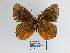  (Pedaliodes polla - CP Lep 1102)  @11 [ ] CreativeCommons - Attribution Non-Commercial Share-Alike (2018) SNSB, Staatliche Naturwissenschaftliche Sammlungen Bayerns ZSM (SNSB, Zoologische Staatssammlung Muenchen)