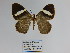  ( - CP Lep 1196)  @11 [ ] CreativeCommons - Attribution Non-Commercial Share-Alike (2018) SNSB, Staatliche Naturwissenschaftliche Sammlungen Bayerns ZSM (SNSB, Zoologische Staatssammlung Muenchen)