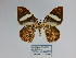  ( - CP Lep 1197)  @11 [ ] CreativeCommons - Attribution Non-Commercial Share-Alike (2018) SNSB, Staatliche Naturwissenschaftliche Sammlungen Bayerns ZSM (SNSB, Zoologische Staatssammlung Muenchen)