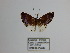  ( - CP Lep 1232)  @11 [ ] CreativeCommons - Attribution Non-Commercial Share-Alike (2018) SNSB, Staatliche Naturwissenschaftliche Sammlungen Bayerns ZSM (SNSB, Zoologische Staatssammlung Muenchen)