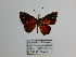  ( - CP Lep 1251)  @11 [ ] CreativeCommons - Attribution Non-Commercial Share-Alike (2018) SNSB, Staatliche Naturwissenschaftliche Sammlungen Bayerns ZSM (SNSB, Zoologische Staatssammlung Muenchen)